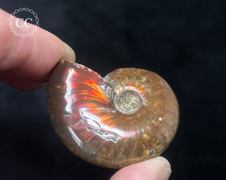 Red Iridescent Ammonite #5