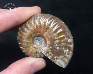 Red Iridescent Ammonite #1