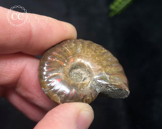 Red Iridescent Ammonite #13
