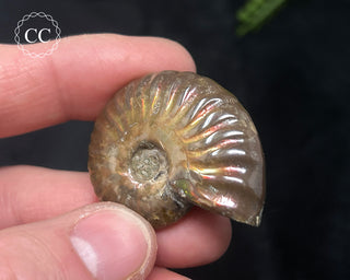 Red Iridescent Ammonite #13