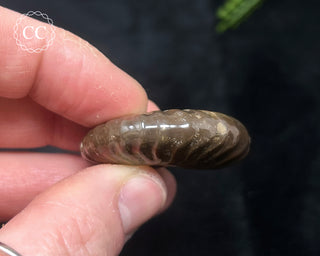 Red Iridescent Ammonite #13