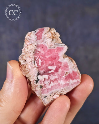 A hand holding a Rhodochrosite part polished freeform from Argentina