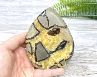 Septarian Freeform #18