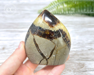 Septarian Freeform #24