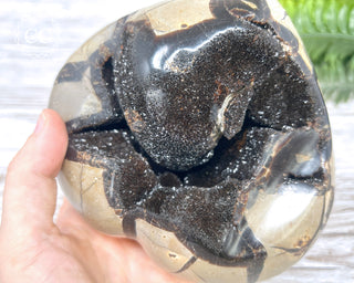 Black Druzy Septarian Freeform #17