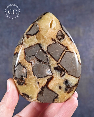 A hand holding a Septarian Freeform from Madagascar 