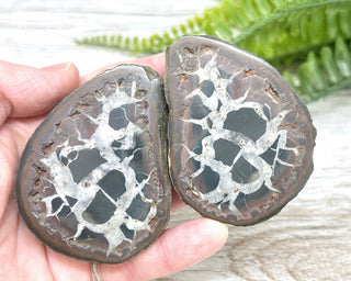 Septarian Nodule Pair #2