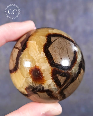 A hand holding a Septarian Sphere from Madagascar 