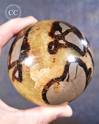 A hand holding a Septarian Sphere from Madagascar 