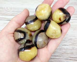 Septarian Pebbles, or large tumbles, in hand