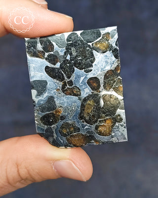 Seymchan Pallasite Meteorite Slice in hand on a blue background