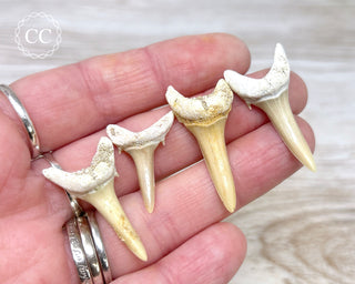 Hand holding 4 shark teeth 