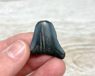 Great White Shark Tooth #4