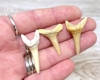 Shark Tooth