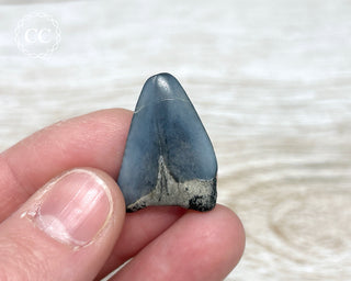 Great White Shark Tooth #12