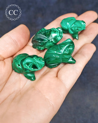 Malachite Frog - Small