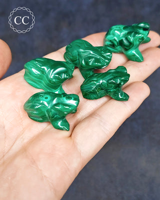 Malachite Frog - Small