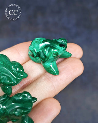 Malachite Frog - Small