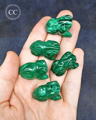 Malachite Frog - Small