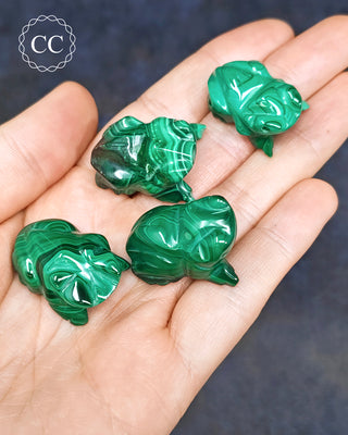 Malachite Frog - Small