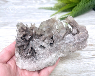 Smoky Lodolite Cluster #1