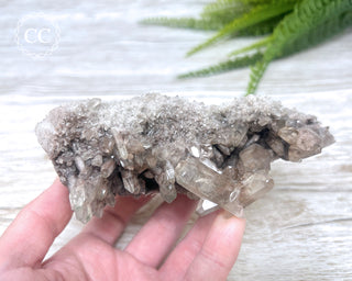 Smoky Lodolite Cluster #1