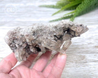 Smoky Lodolite Cluster #1
