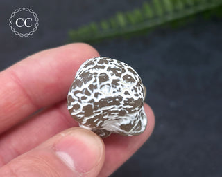 Snakeskin Agate #3