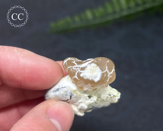 Snakeskin Agate #4