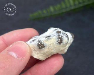 Snakeskin Agate #10