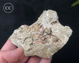 Sphalerite & Calcite - Ohio #1