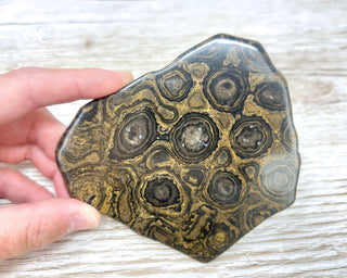 Stromatolite Slice #1