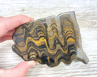 Stromatolite Slice #2