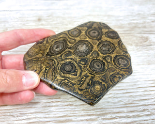 Stromatolite Slice #1