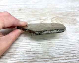Stromatolite Slice #1
