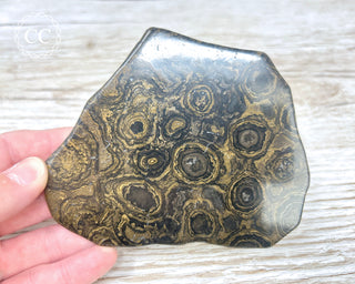 Stromatolite Slice #1
