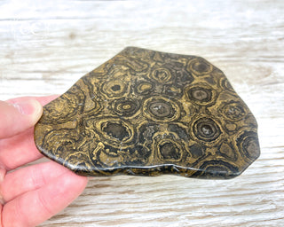 Stromatolite Slice #1