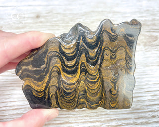 Stromatolite Slice #2