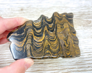 Stromatolite Slice #2