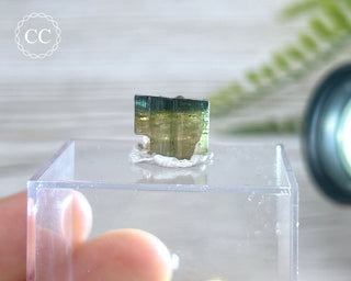 Bi Colour Tourmaline Crystal #1