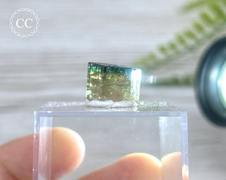 Bi Colour Tourmaline Crystal #1