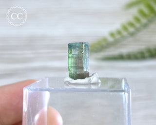 Bi Colour Tourmaline Crystal #5