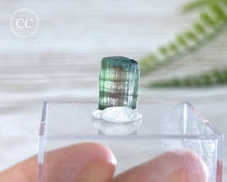 Bi Colour Tourmaline Crystal #5