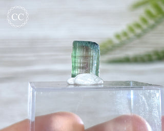 Bi Colour Tourmaline Crystal #5