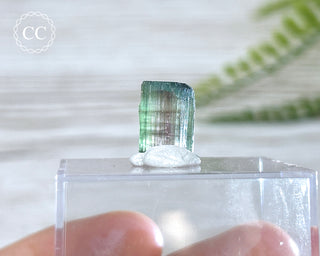 Bi Colour Tourmaline Crystal #5