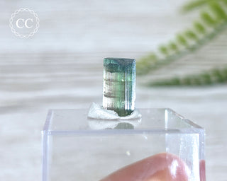 Bi Colour Tourmaline Crystal #5