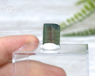 Bi Colour Tourmaline Crystal #5