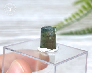 Bi Colour Tourmaline Crystal #5