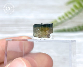 Bi Colour Tourmaline Crystal #1