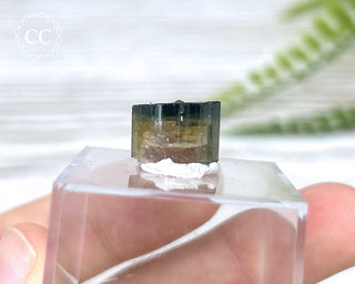 Bi Colour Tourmaline Crystal #1